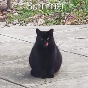 American Canyon Community Cats